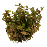 032 TC Red Butterfly Rotala macrandra